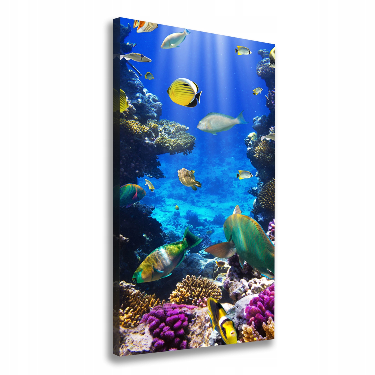 

Foto obraz canvas na ścianę Rafa koralowa 50x100cm