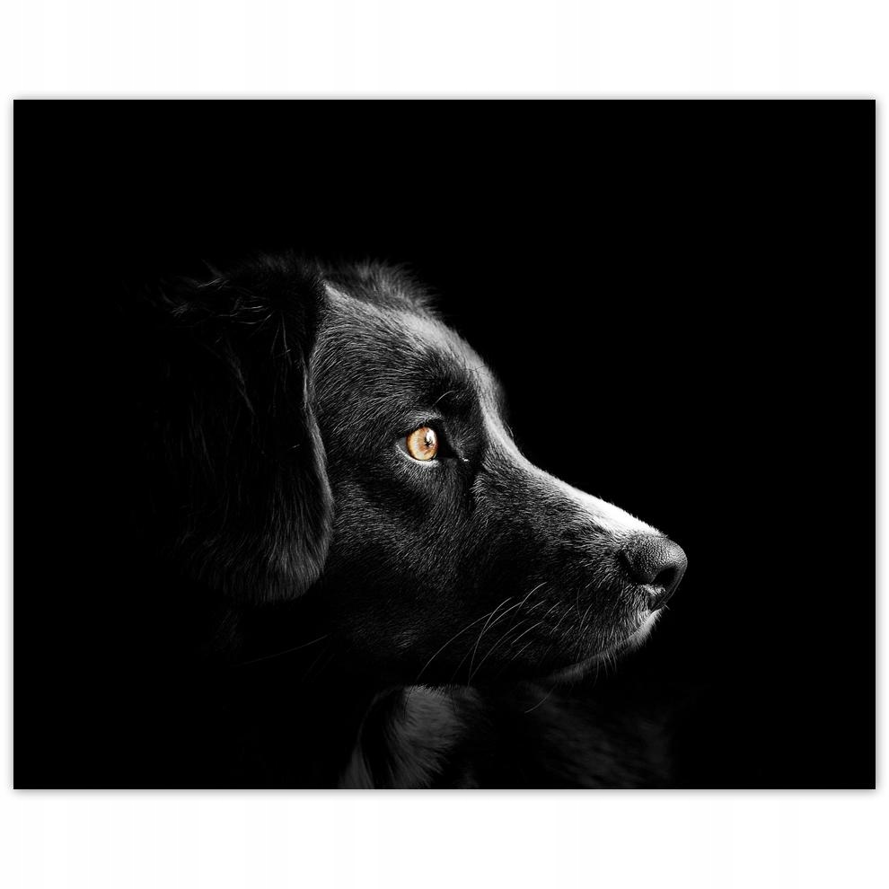 

Plakat 50x40 Czworonożny przyjaciel