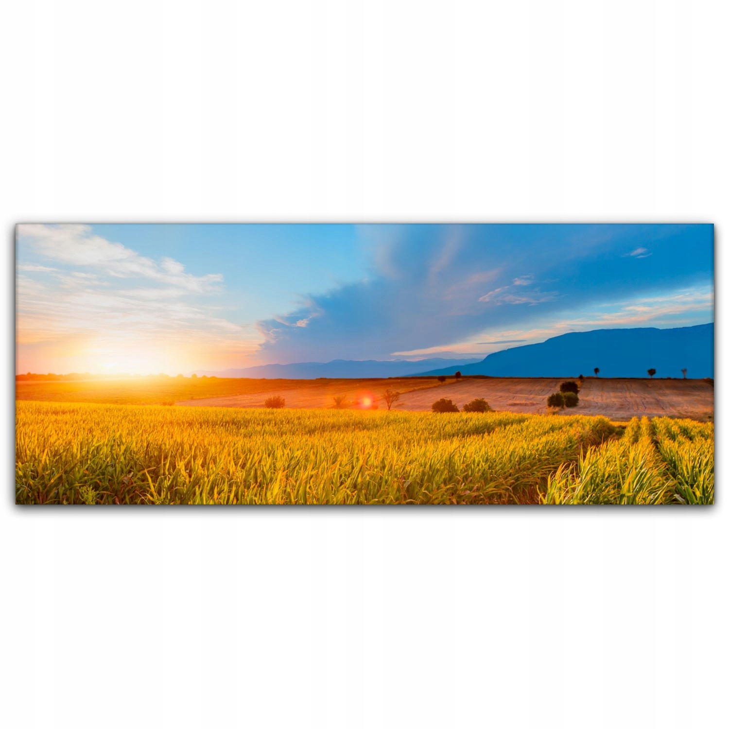 

Obraz canvas na ścianę 125x50 Pole Kukurydzy Farma