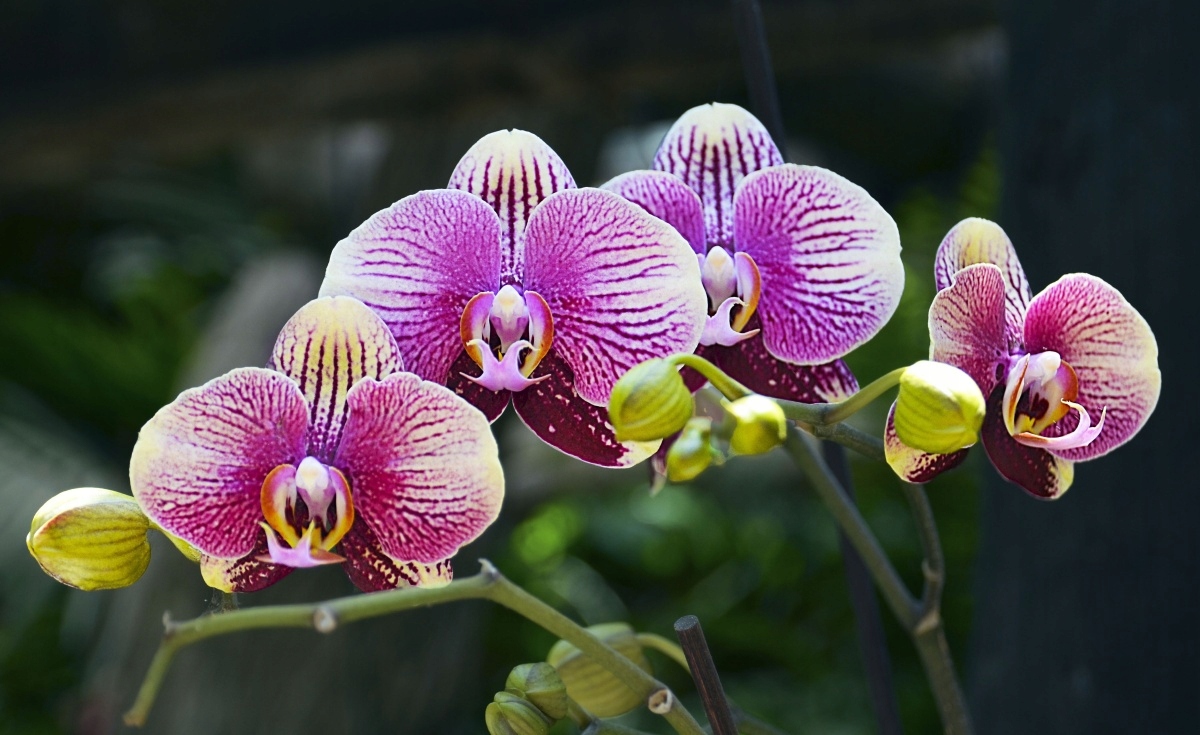 

Fototapeta Flizelinowa Orchidea Fioletowy 416x254