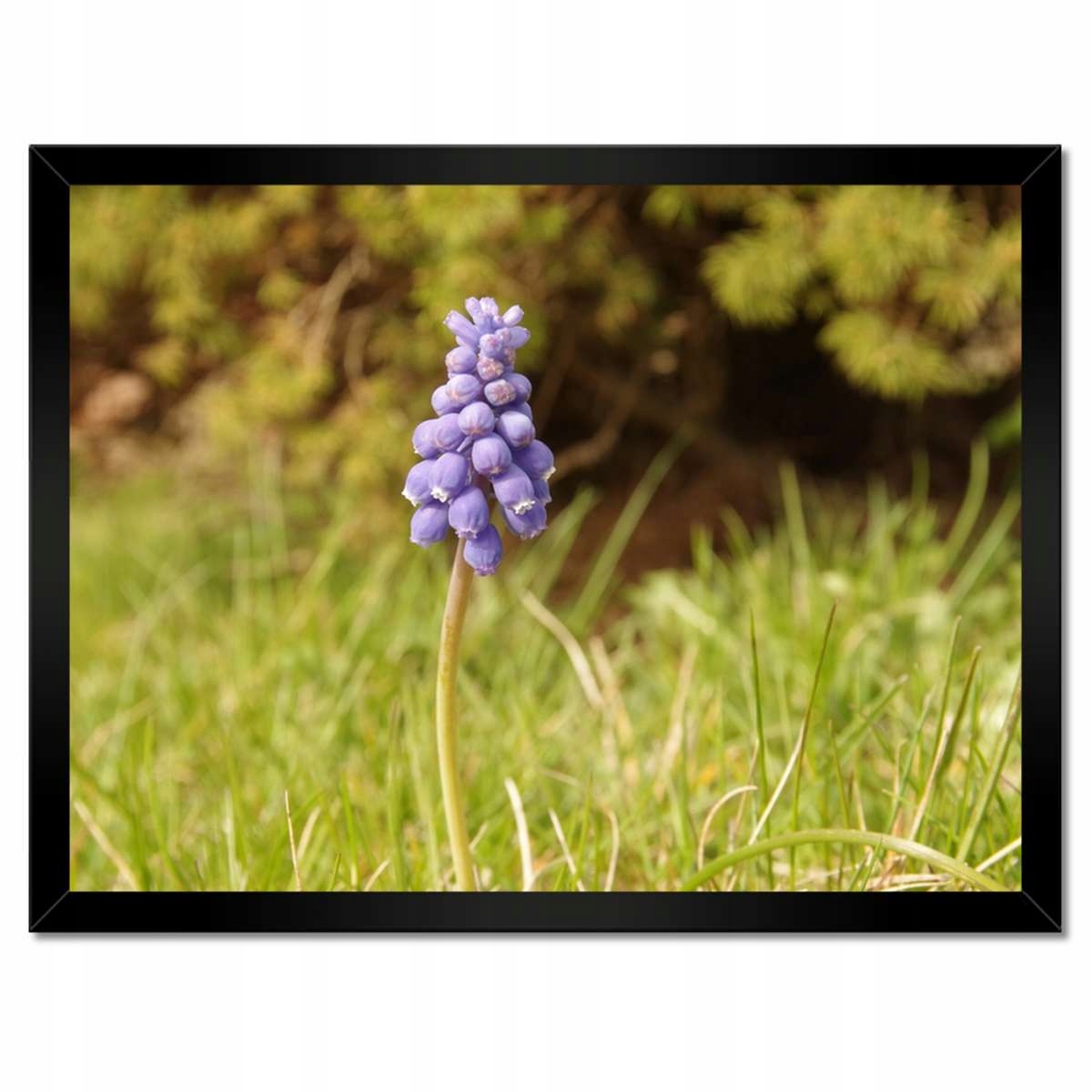 Plakáty v rámu 40x30 Fialová květina