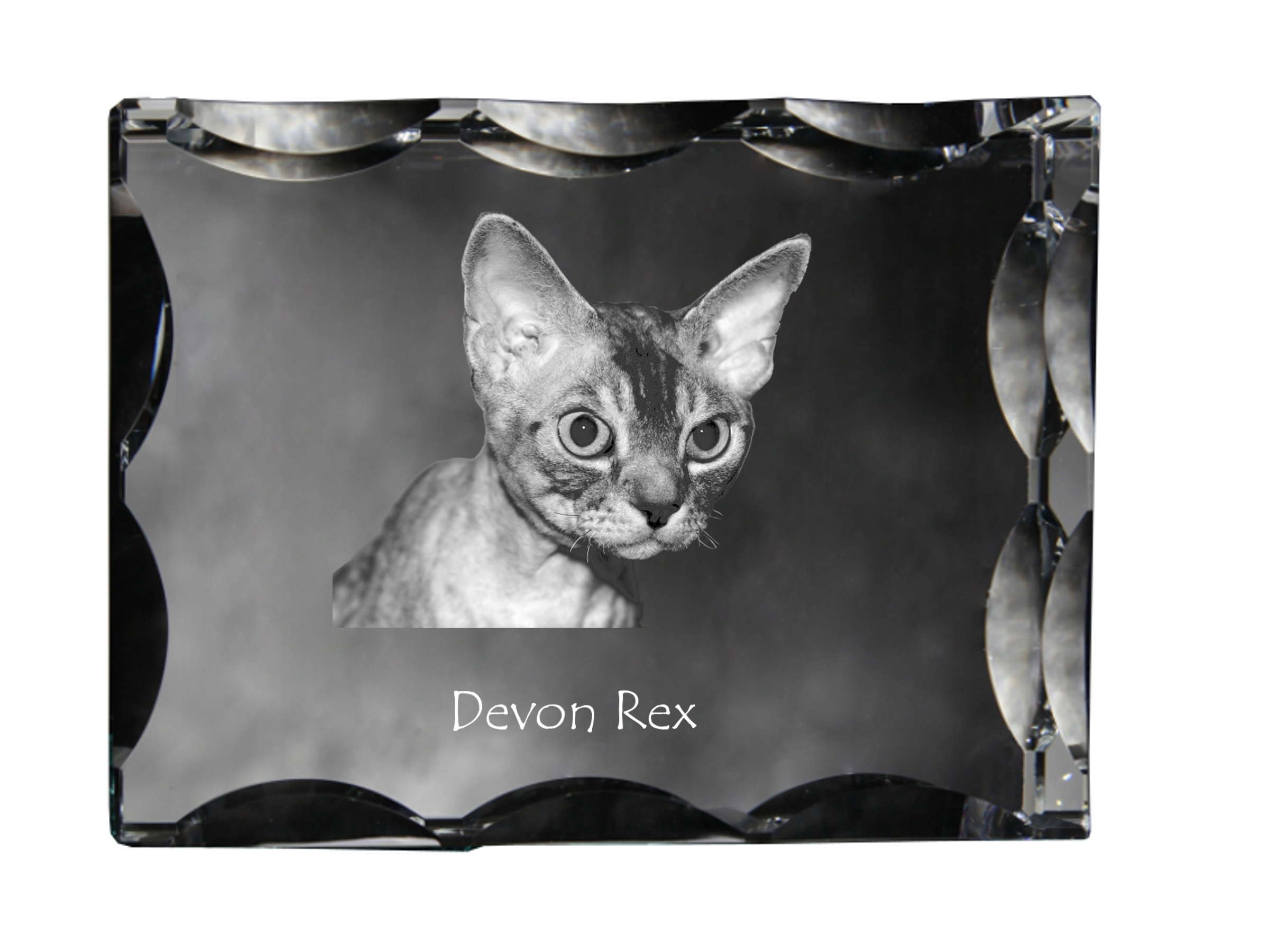 Devon Rex kryształ ze zdjęciem kota, szklana statuetka ze zdjęciem, wyjąt