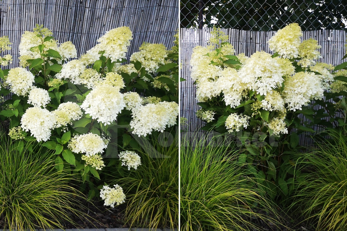 Podpora obejma na HORTENSJE ring do hortensji roślin kwiatów ZIELONA 10szt EAN (GTIN) 5902288238272