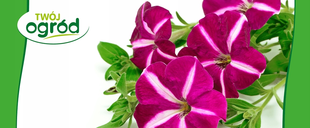 NAWÓZ DO KWIATÓW ROŚLIN KWITNĄCYCH 100G Rodzaj nawozu wieloskładnikowy