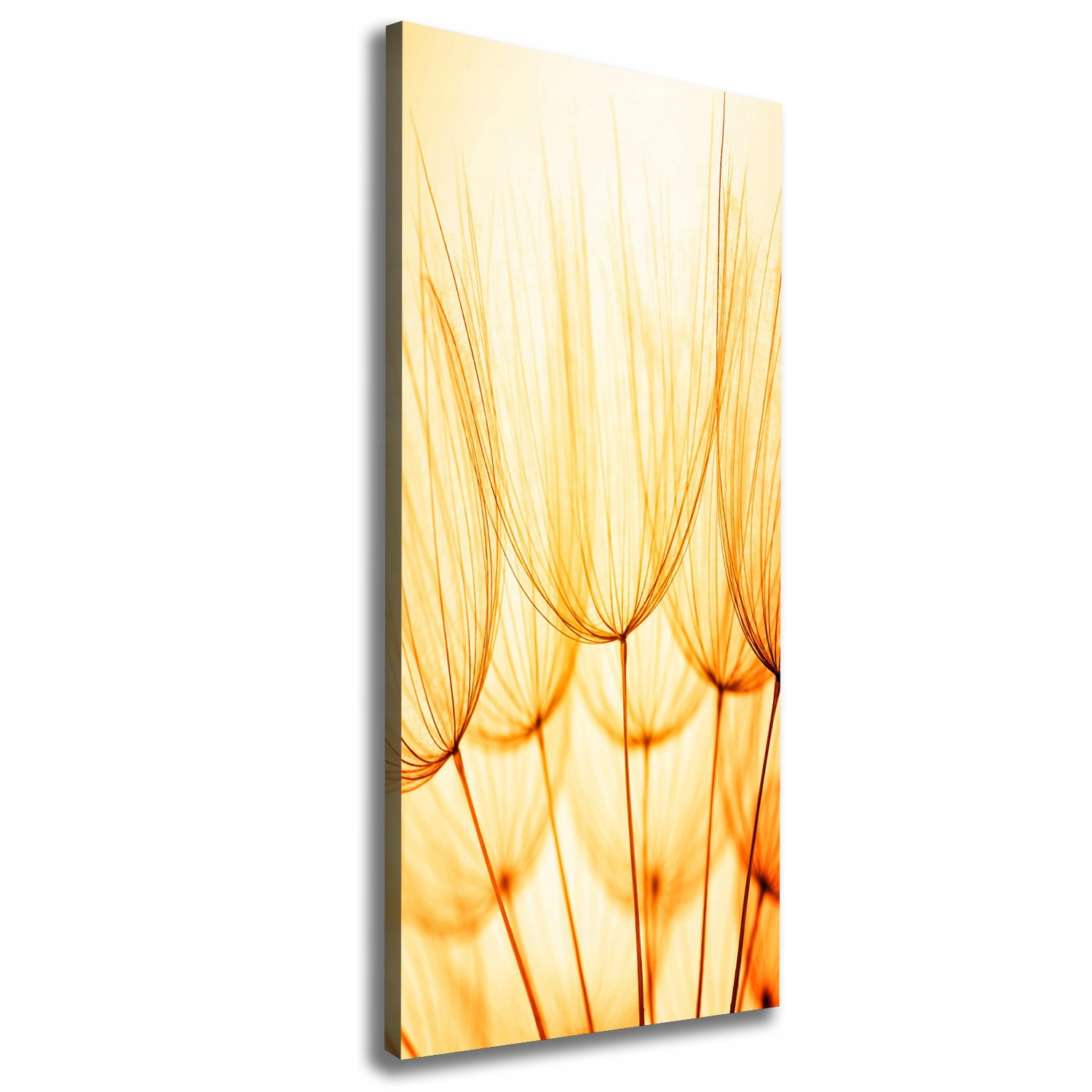 

Foto obraz na płótnie Nasiona dmuchawca 50x125 cm
