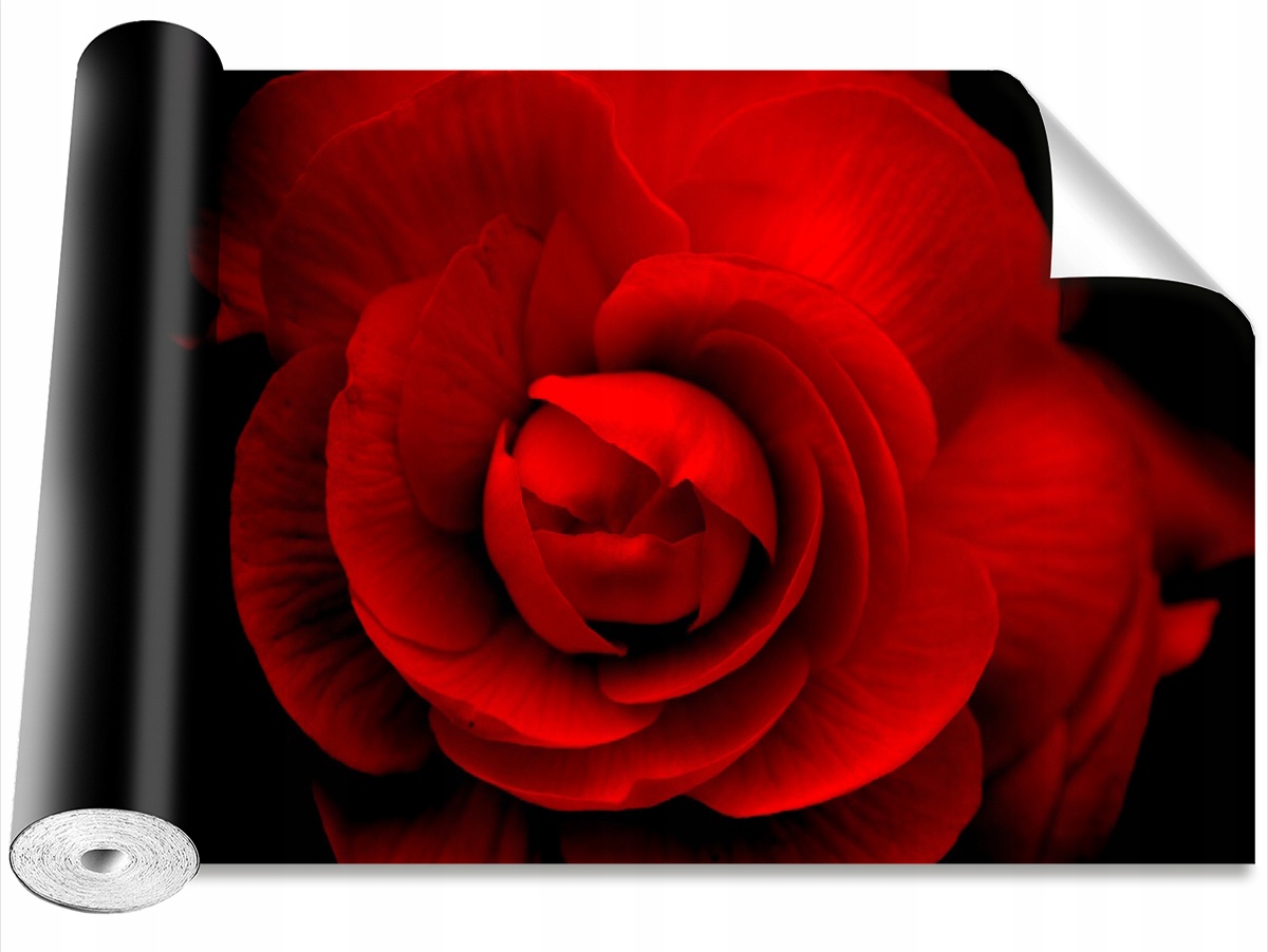 

Fototapeta Samoprzylepna Róża Czerwony - 416x254