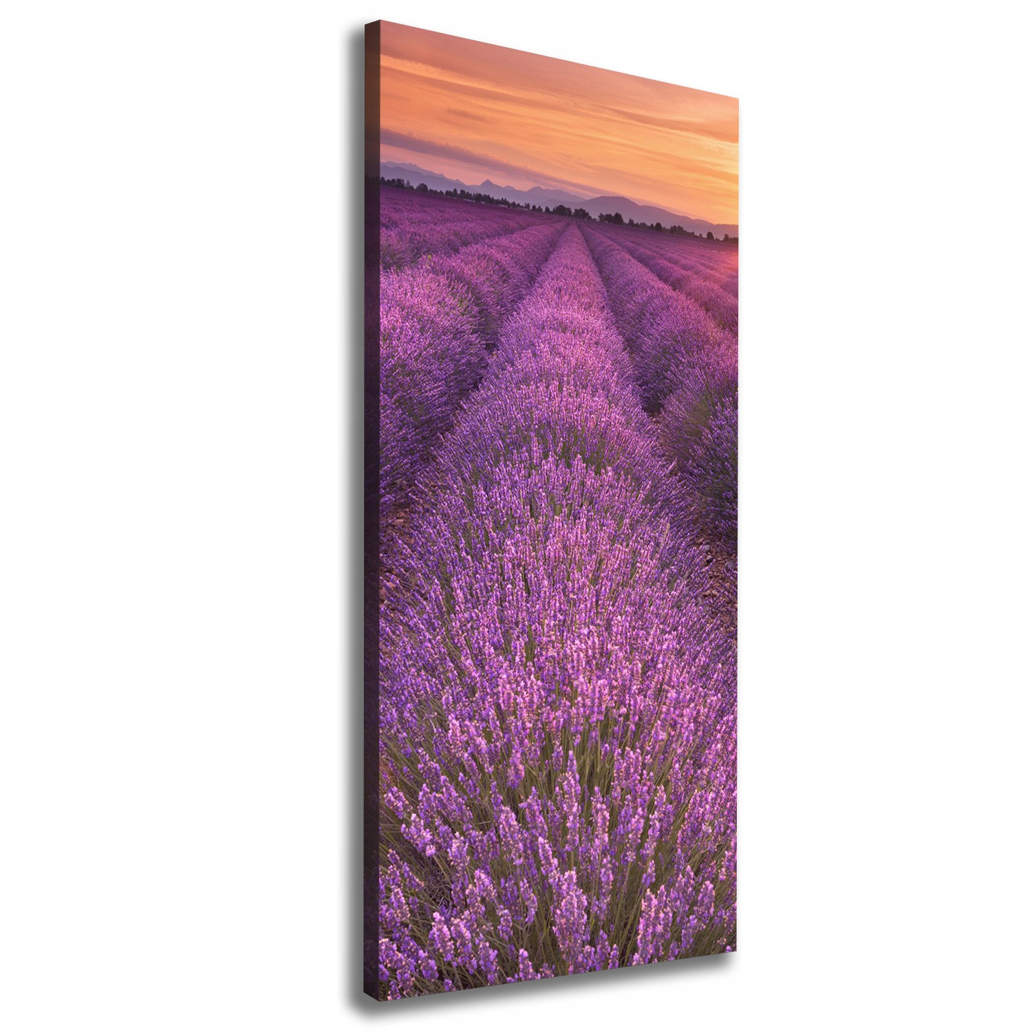 

Foto obraz canvas do salonu Pole lawendy 50x125