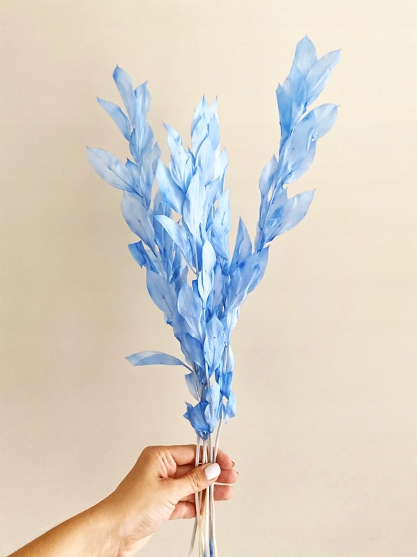 

Ruscus Israeli niebieski stabilizowany MiłaOdmiana