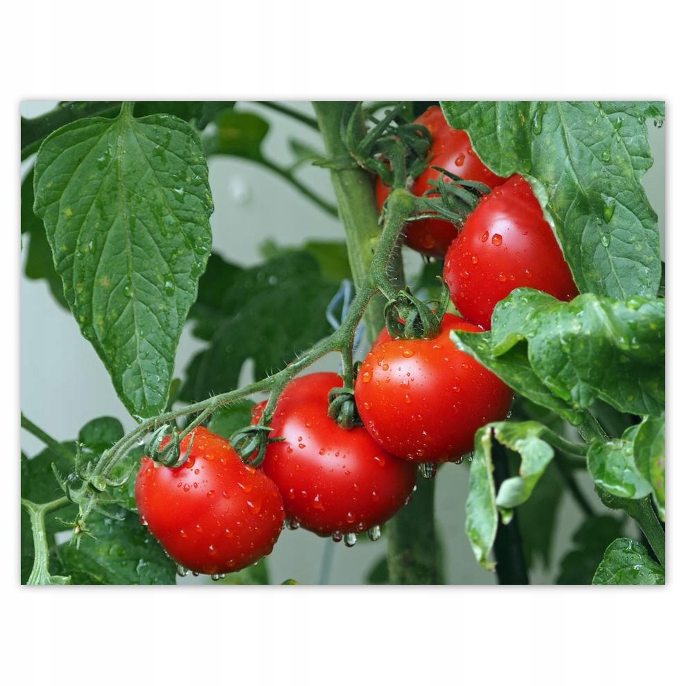 

Plakat 40x30 Kuchenne Obrazy Rewolucje