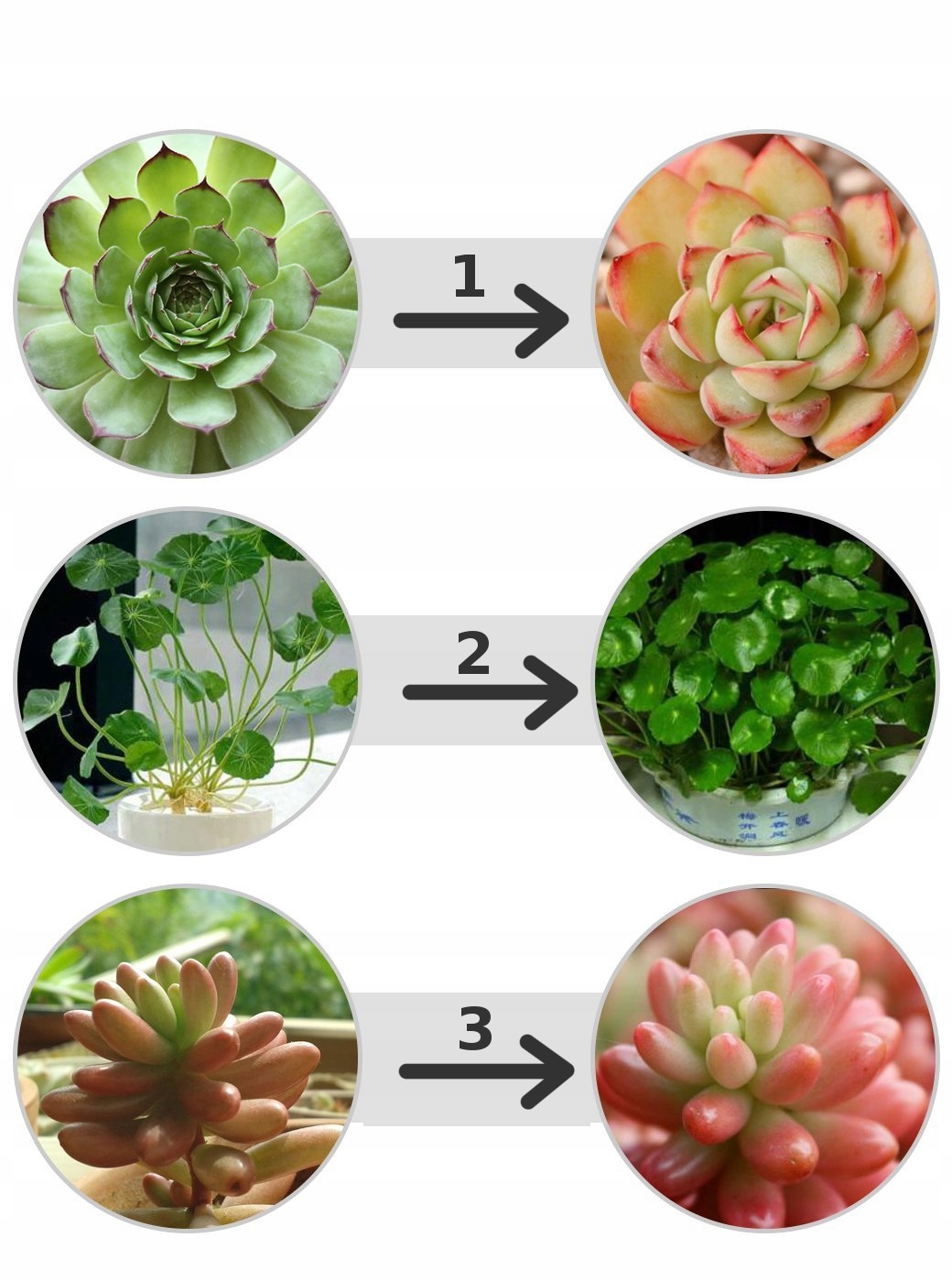 ŻARÓWKA DO ROŚLIN LED GROW BIAŁA FULL SPECTRUM 80W Maksymalna moc 80 W