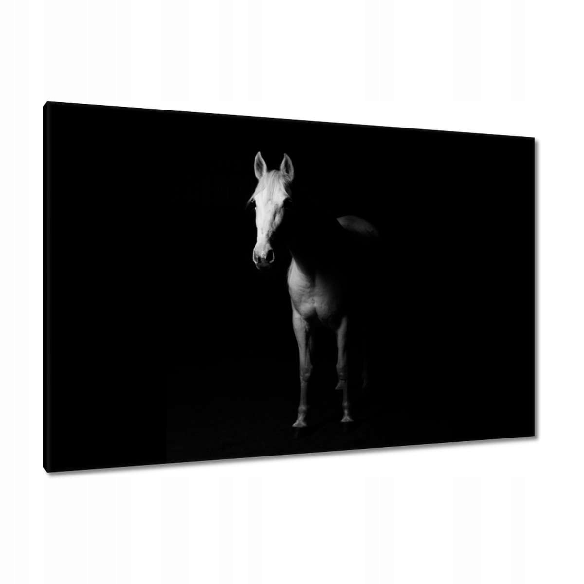 Obrazy 120x80 Kůň ve stínu