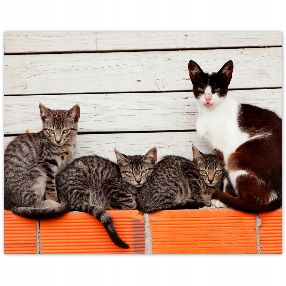

Plakat 50x40 Kot Kotek Kotki Koty