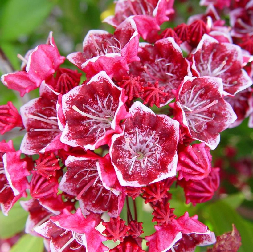 KALMIA KEEPSAKE - BURGUNDOWE KWIATY plus CIEKAWOSTKA!