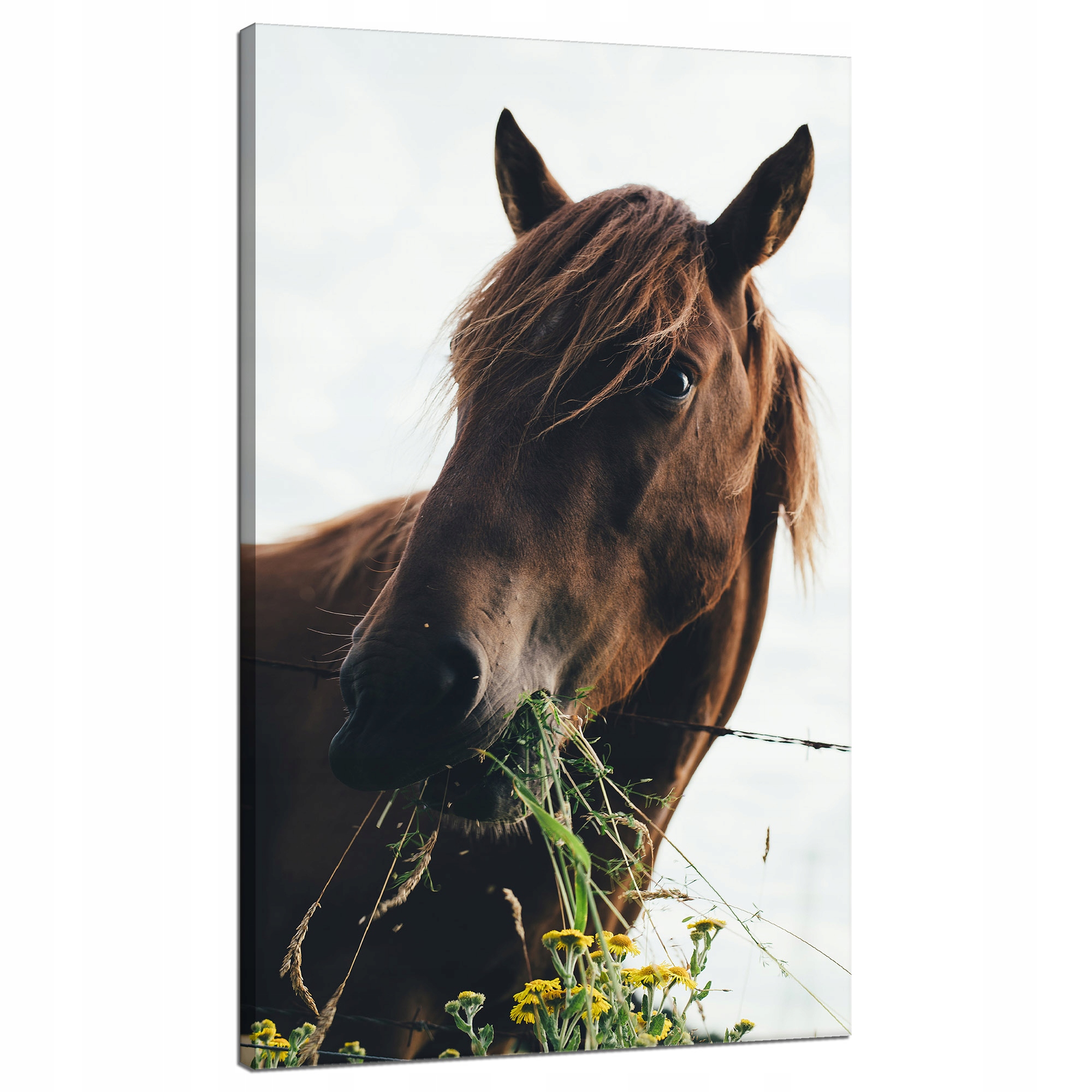 Obraz na plátně Zvířata Hlava koně 70x120 cm Kůň Stáj