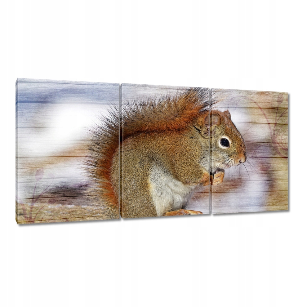 

Obrazy 120x60 Wiewiórka