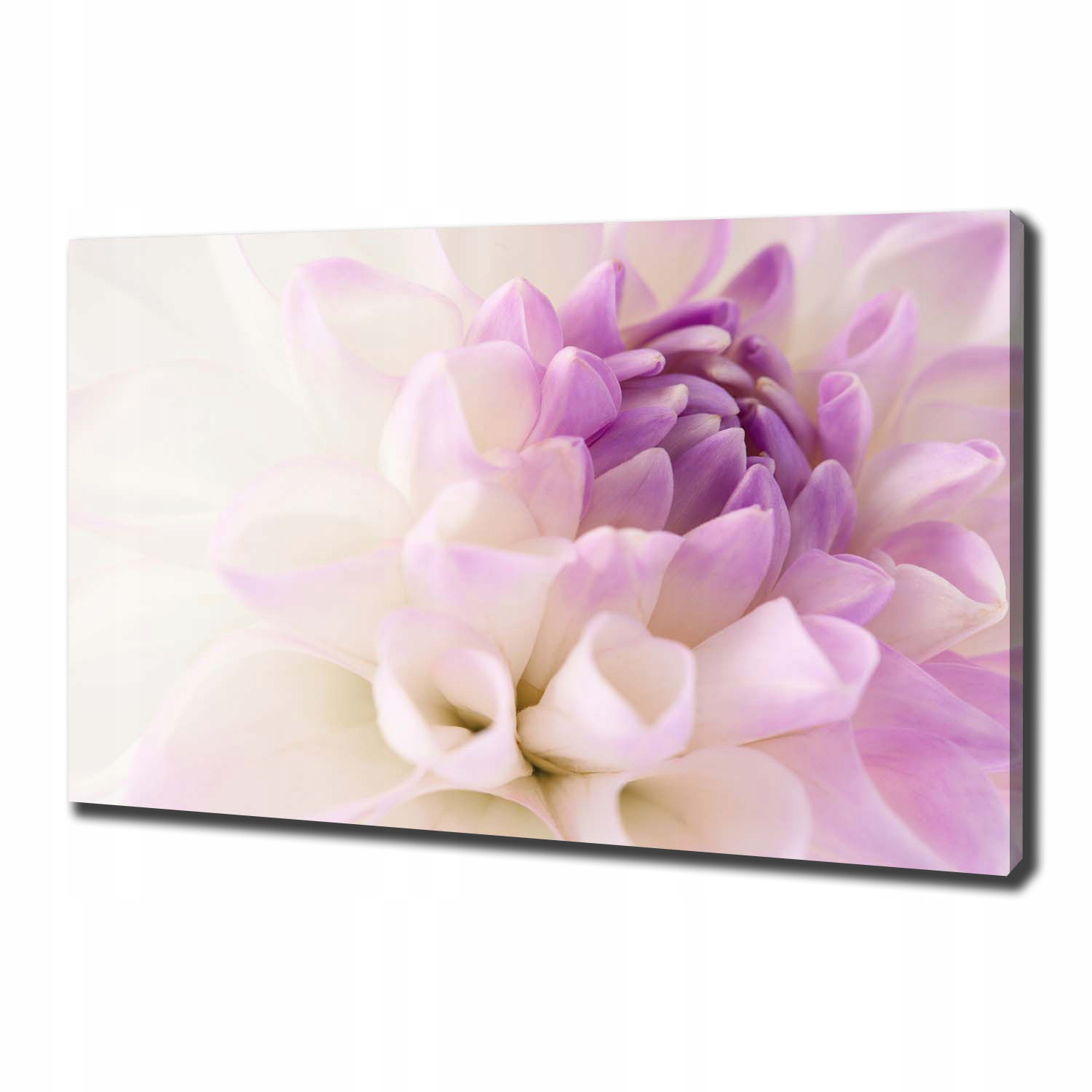 

Foto obraz canvas na ścianę Biała dalia 100x70 cm