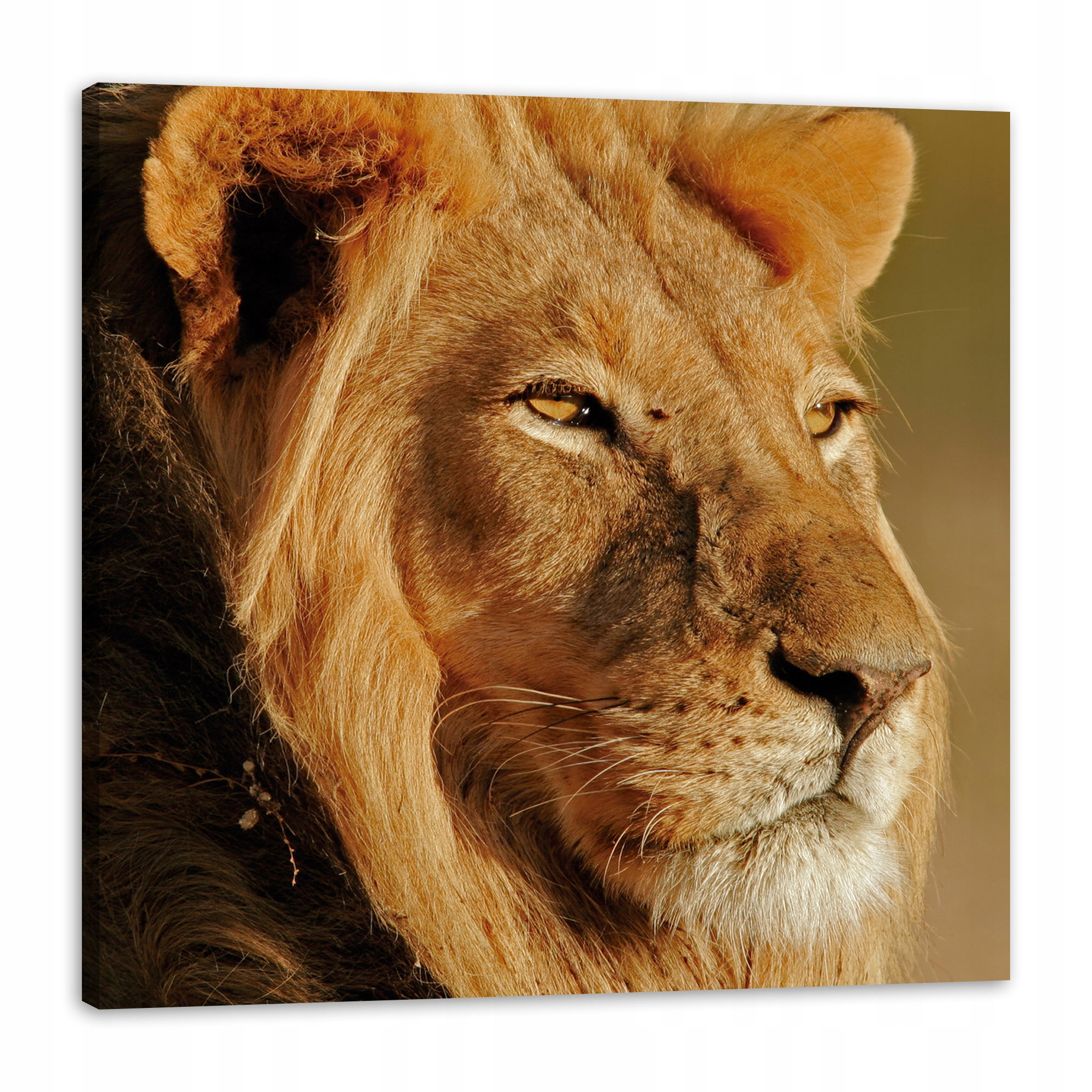 Obraz na plátně Lev v záři Slunce Tvář Příroda 90x90 cm