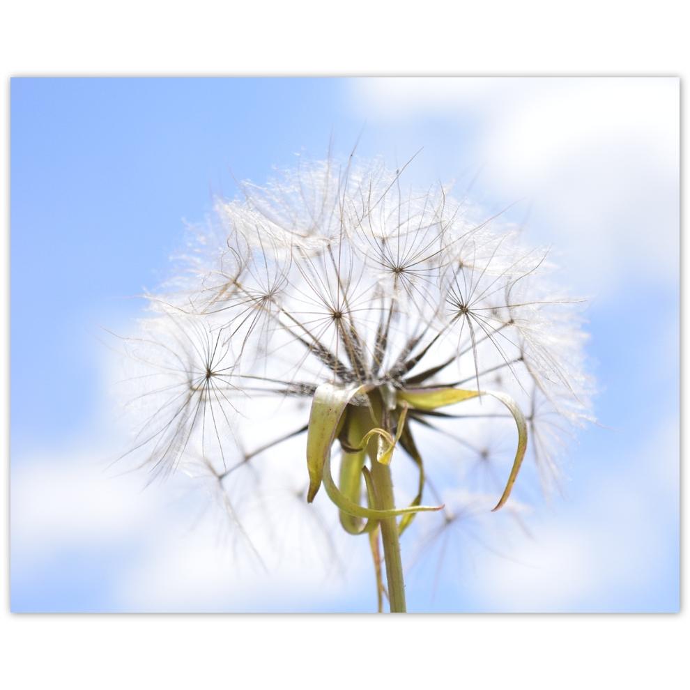 

Plakat 50x40 Dmuchawiec Kwiat Kwiatki