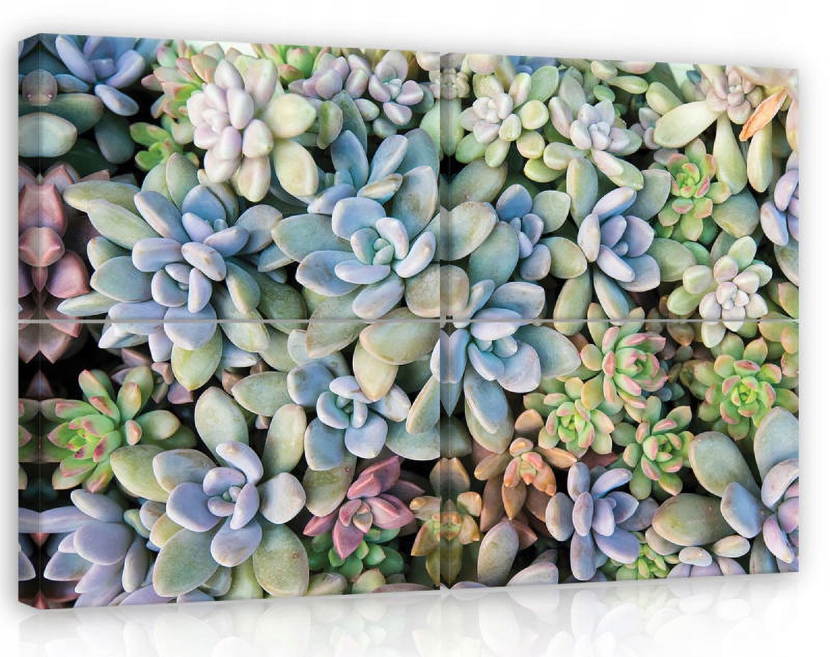 Obraz Na Plátne Canvas 120x80 Skalniak Rojnik Vegetácia Záhrada Príroda