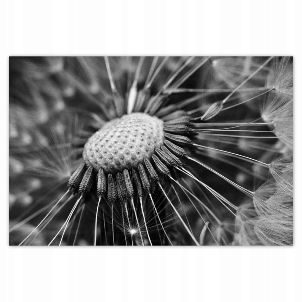 

Plakat 93x62 Dmuchawiec Kwiat Kwiatki