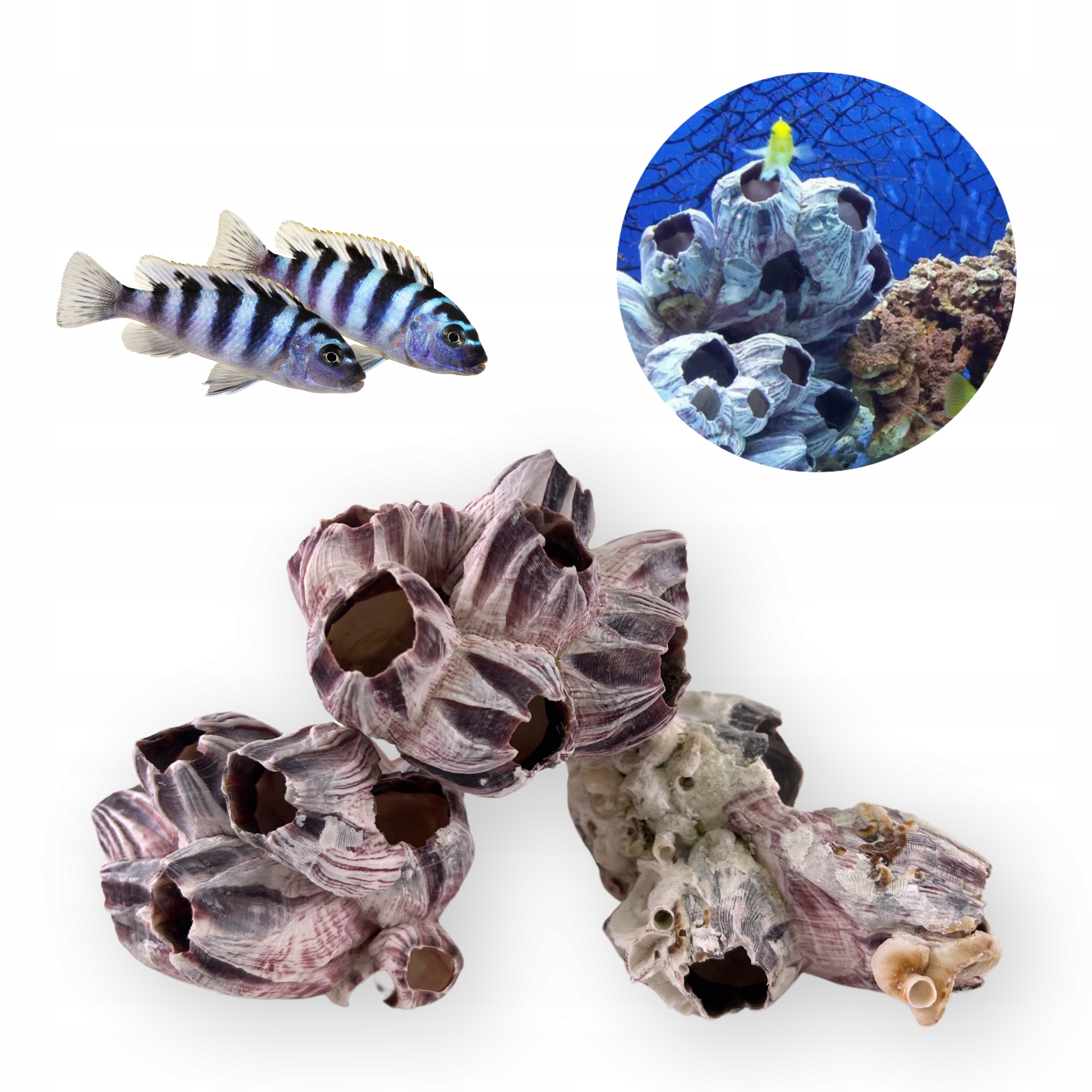 MUSZLA OZDOBNA BARNACLE PĄKLE DEKORACJA DO AKWARIUM MALAWI 8CM