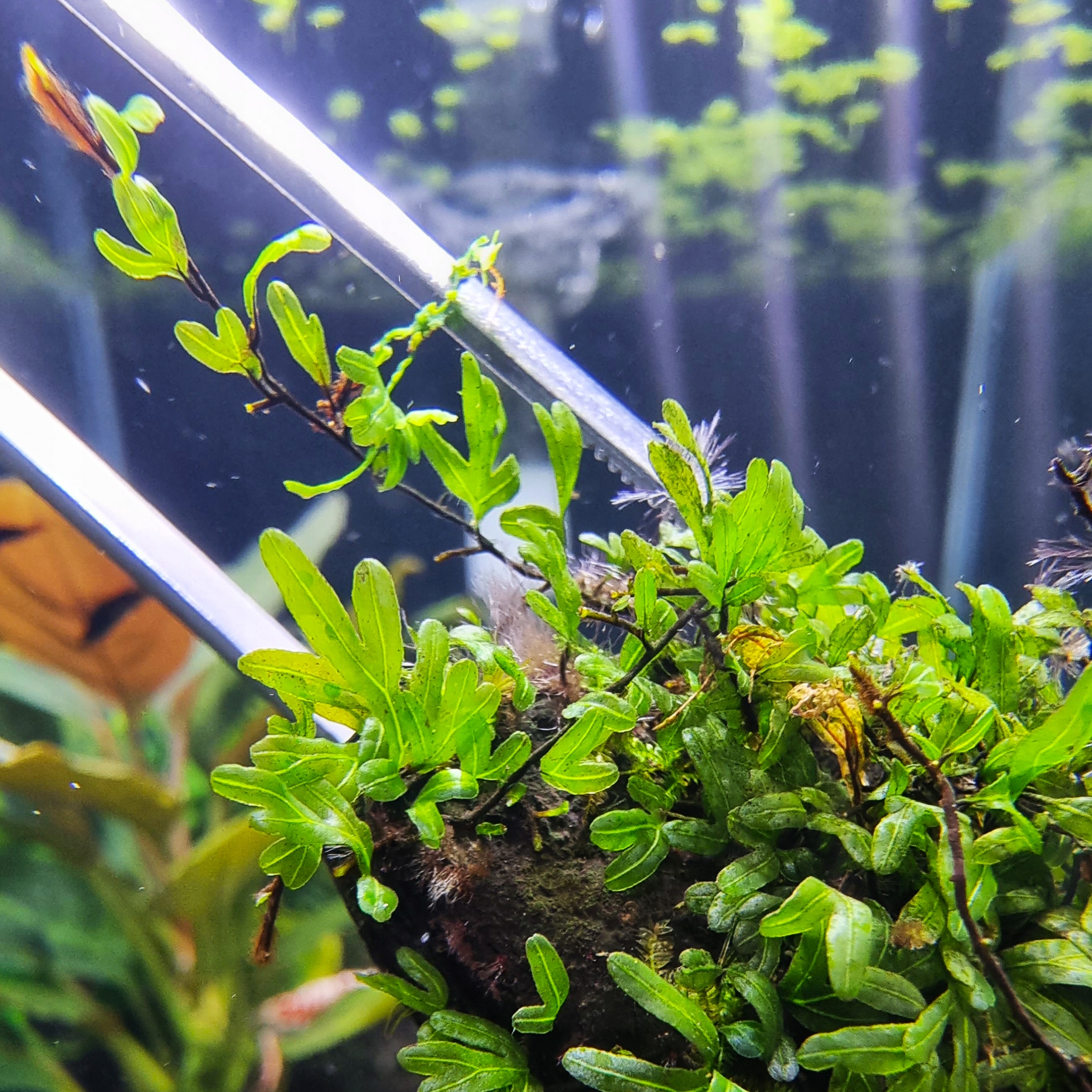 Crepidomanes Grape Leaf IV корневище