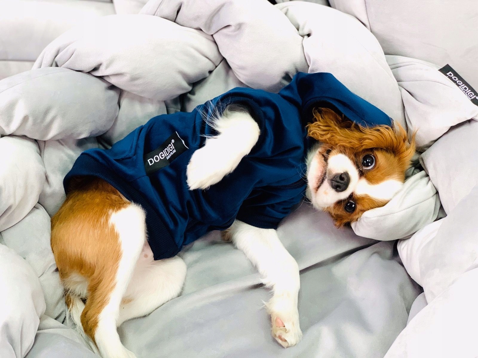 Zdjęcia - Ubrania dla psów Bluza Velvet z kapturem S M L