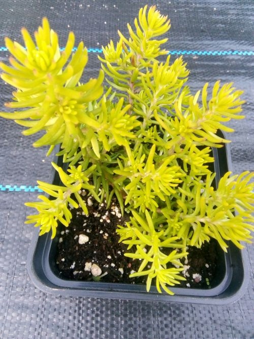 Очиток AUREUM желтые листья