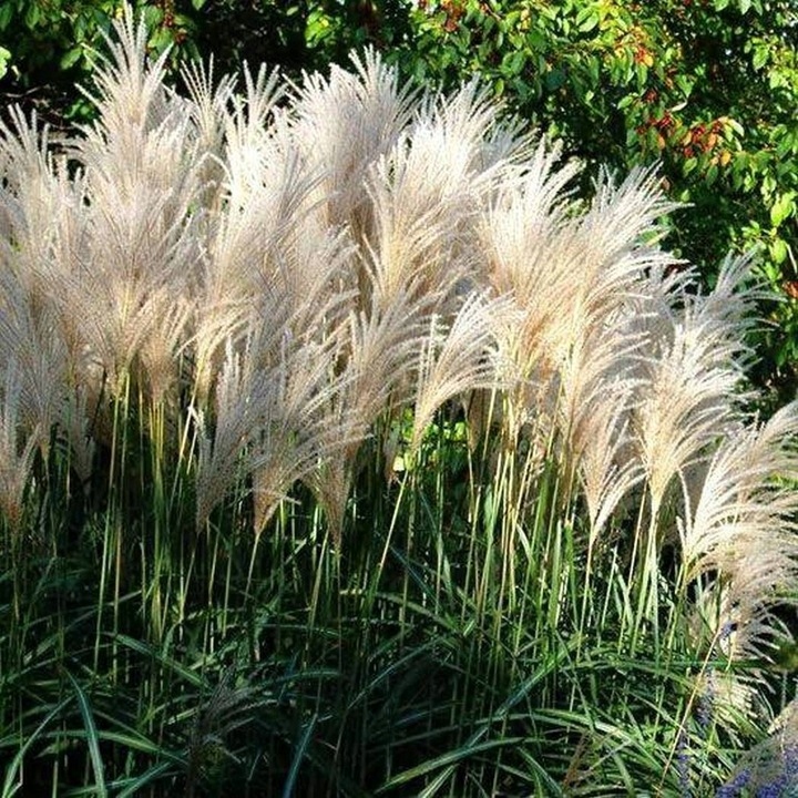 Miskant chiński 'Grosse Fontane' Miscanthus P15 Producent inna