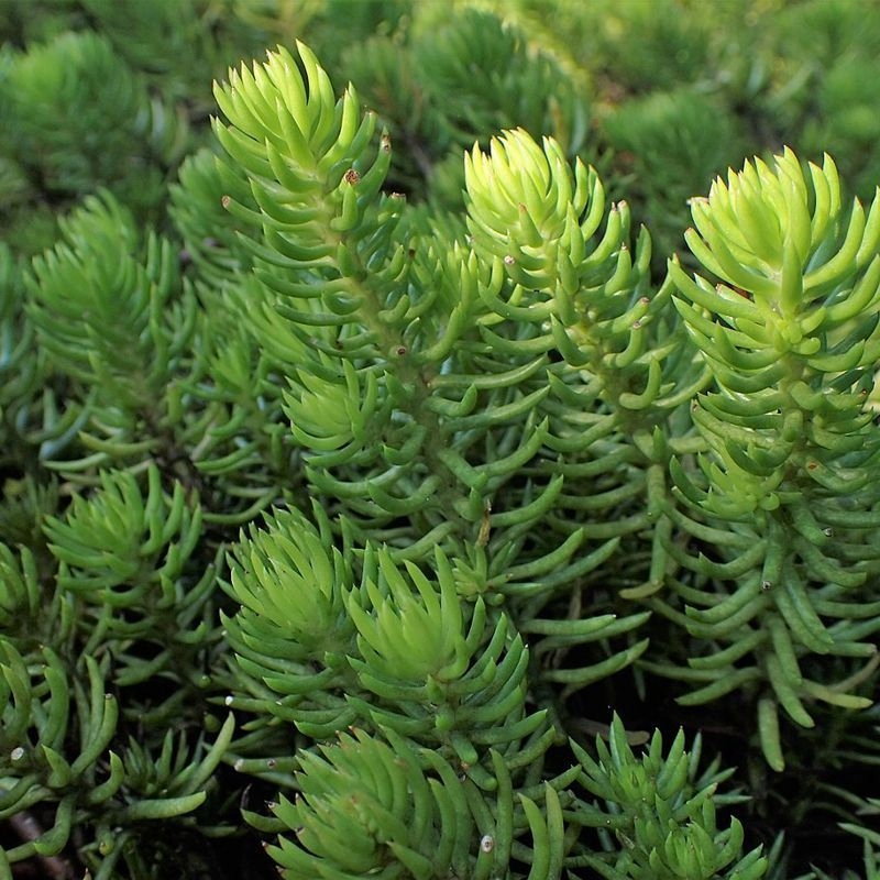 Rozchodnik ościsty | P9