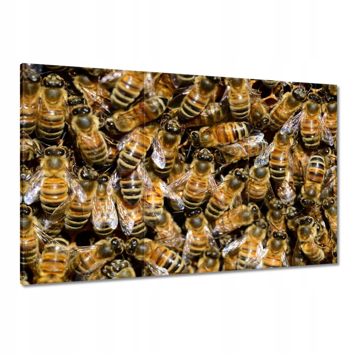 Obrazy 120x80 Včelky během práce