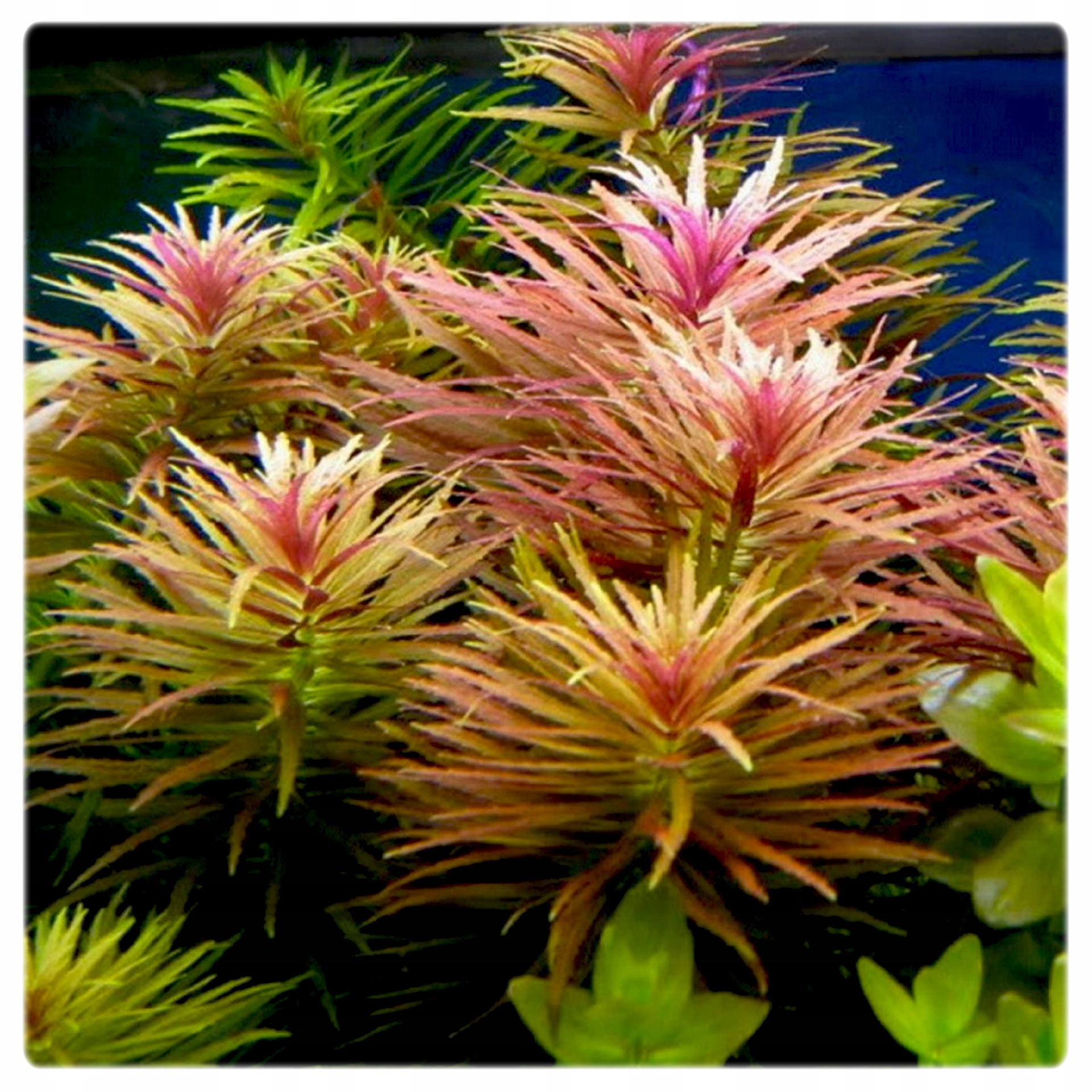 ZESTAW ŁATWYCH ROŚLIN DO AKWARIUM + PĘSETA GRATIS Kolor rośliny ciemnozielony