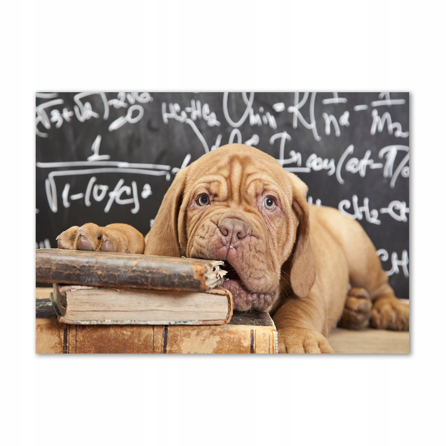 

Foto-obraz szklany Pies gryzie książkę 100x70