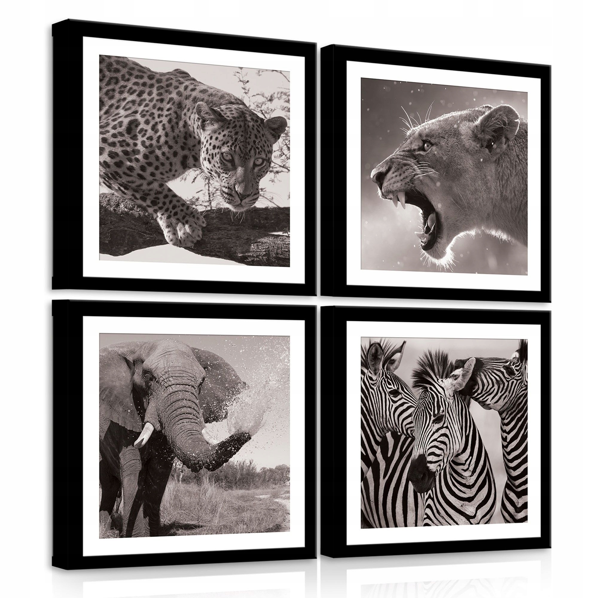 Obraz 50x50 Divoká příroda Afrika zvířata savany lev slon zebra