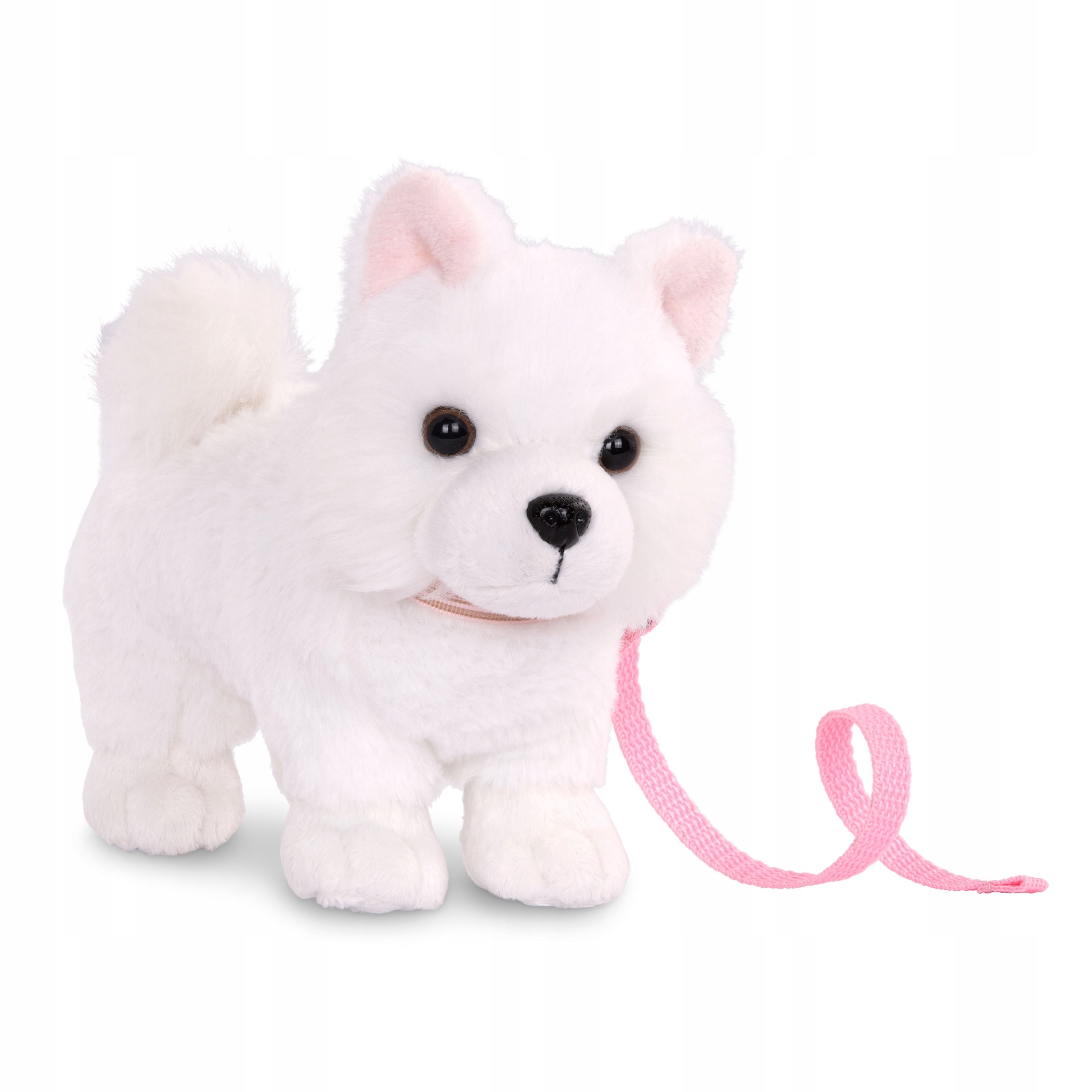 

Our Generation: szczeniaczek American Eskimo