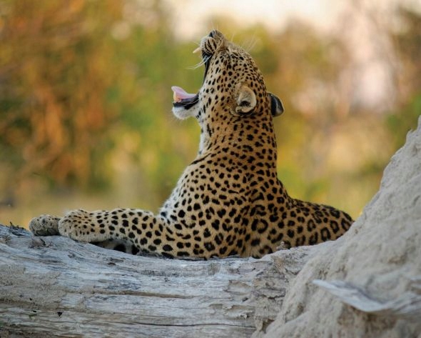 

Lampart plamisty - plakat 91,5x61 cm