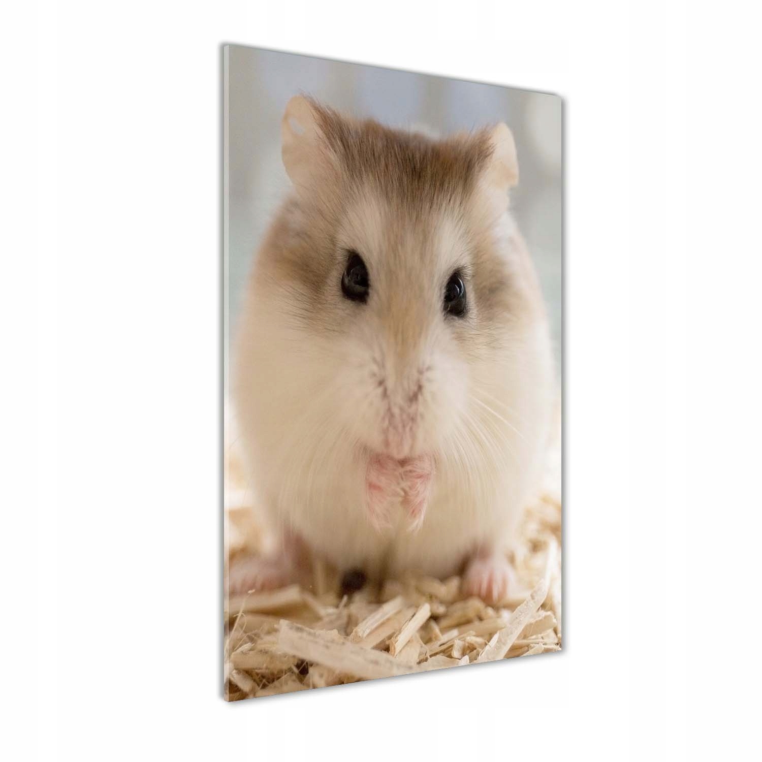 

Foto obraz szkło akrylowe na ścianę Chomik 60x120
