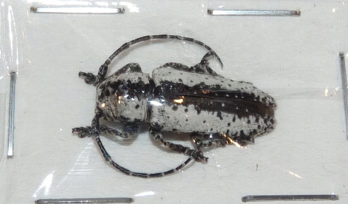 Жук Milothris irrorata .