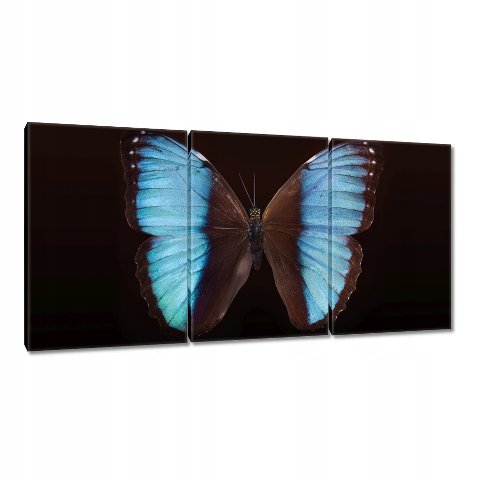 

Obrazy 120x60 Błękitny motyl