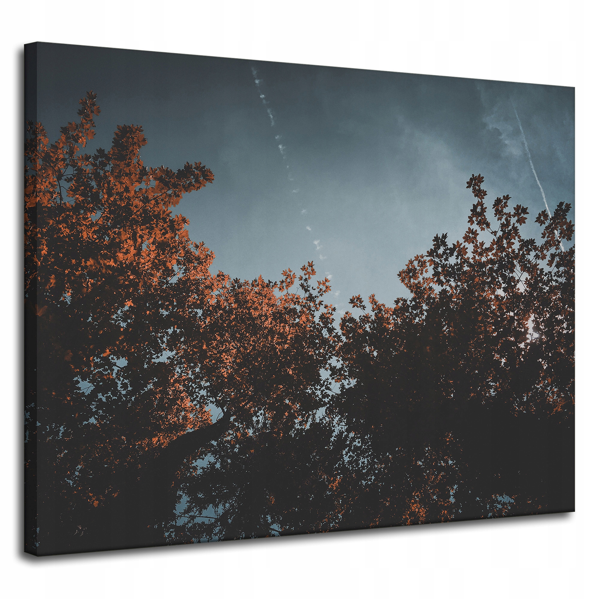 Obraz Canvas Natura Podzimní koruny stromů 100x80