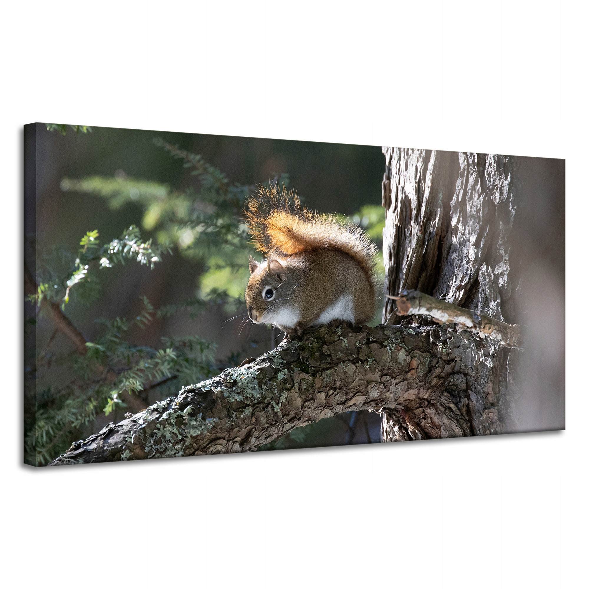 Obraz Canvas Zvířata Veverka na větvi 120x60