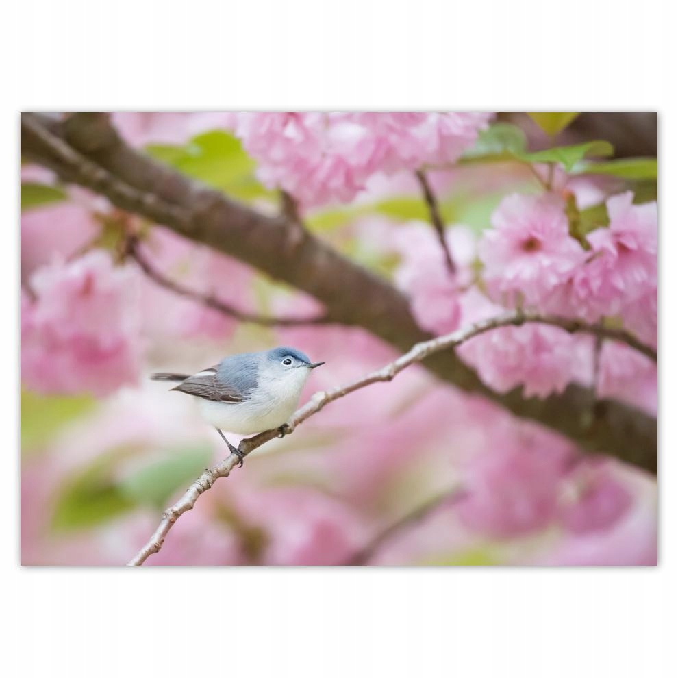 

Naklejki 70x50 Ptaki Ptaszki Ptactwo