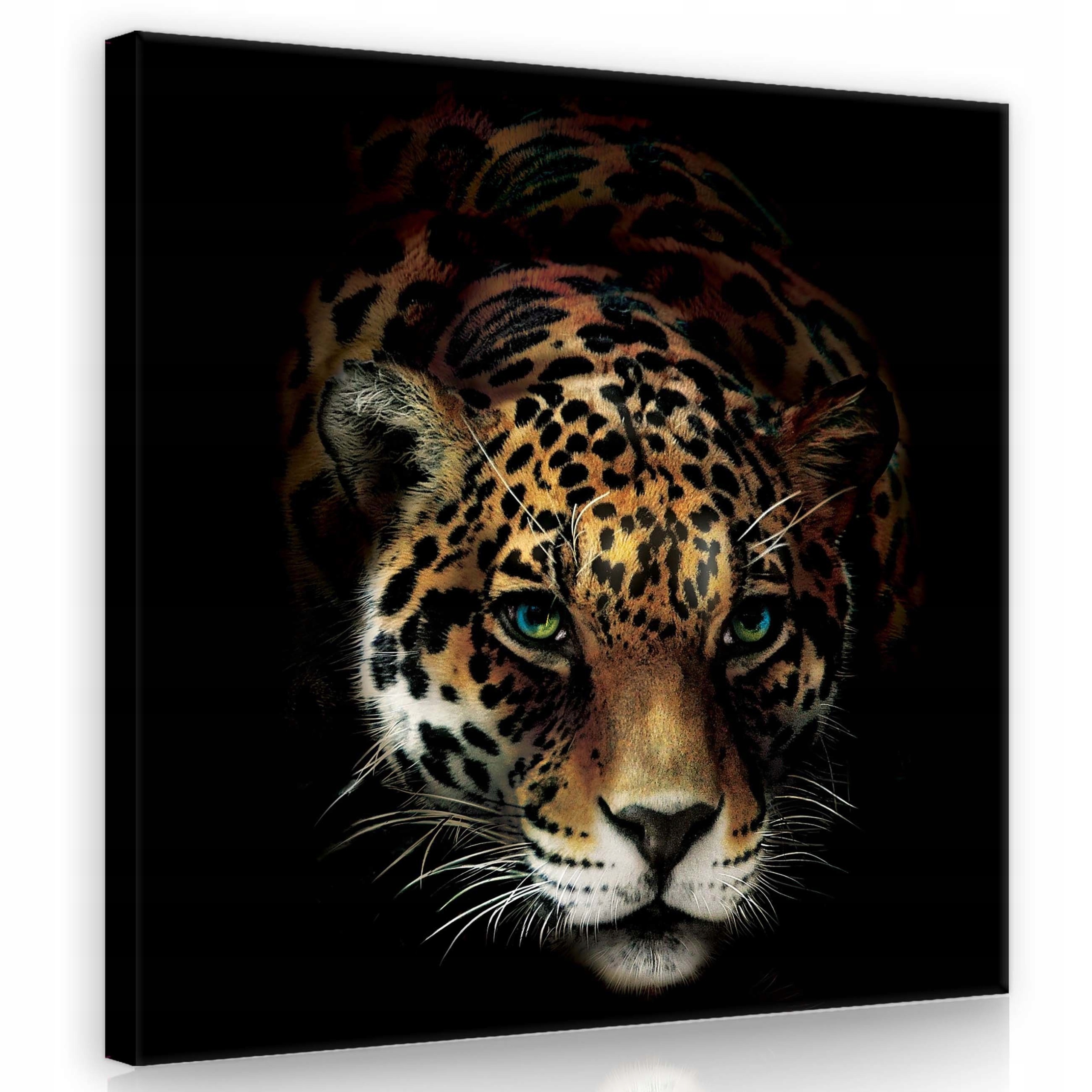 Obraz 80x80 Stín dravce Jaguar v temnotě, moderní styl obývacího pokoje