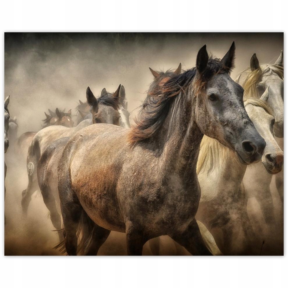 

Plakat 50x40 Dzikie Konie Koniki Galop