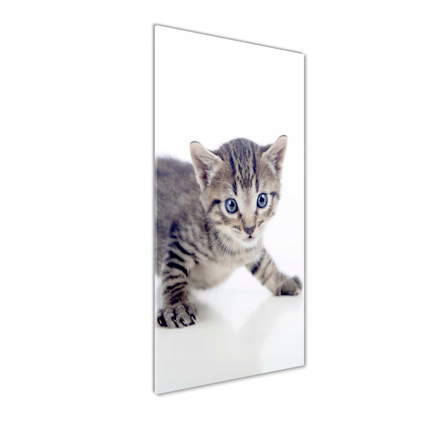 

Foto-obraz szkło hartowane Mały kot 50x125 cm