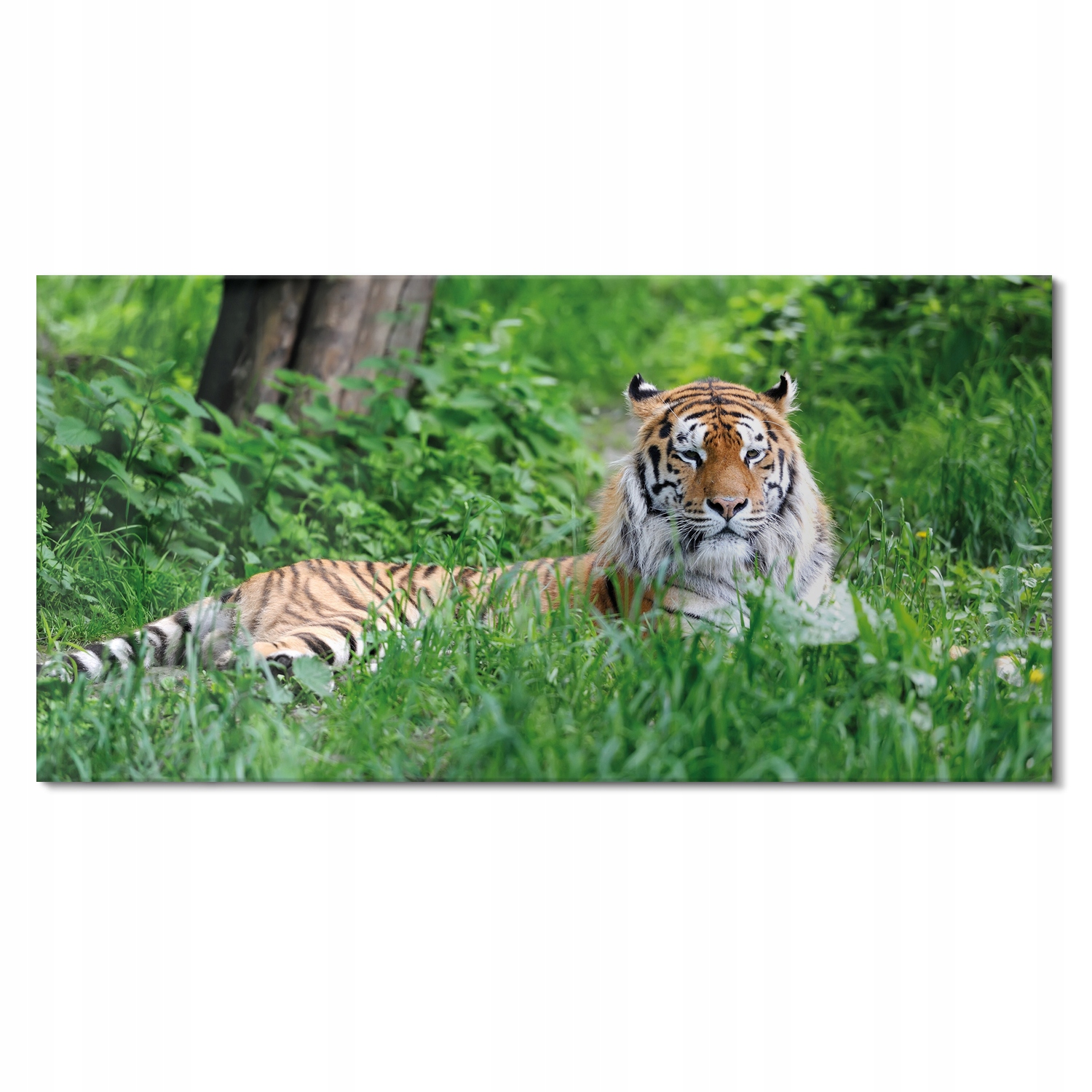Skleněné foto do koupelny Tygr v trávě 120x60