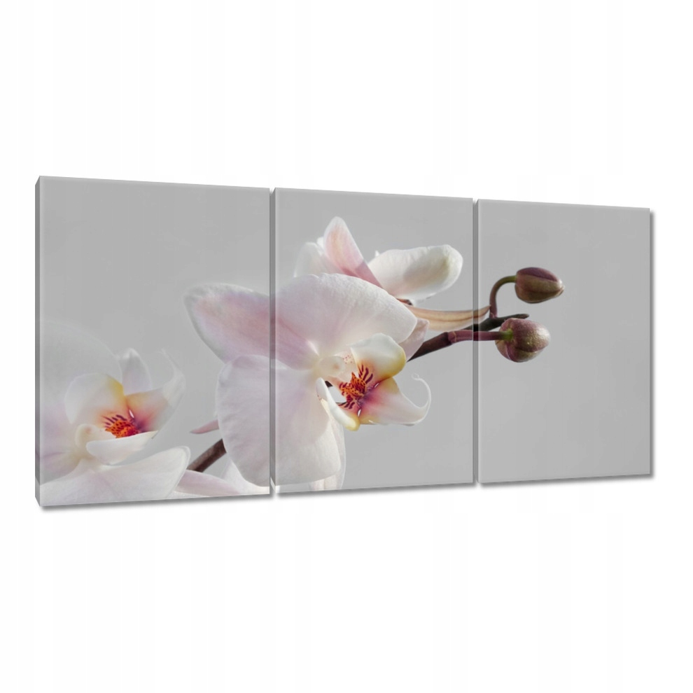 

Obrazy 120x60 Orchidea na ołówkowym tle