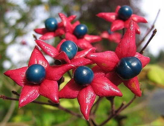 ЭКЗОТИЧЕСКИЙ РАРИТЕТ-ЛАКИ, ДЕКОРАТИВНЫЕ ПЛОДЫ