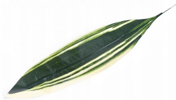 Liść draceny DRACENA green/white LIŚCIE