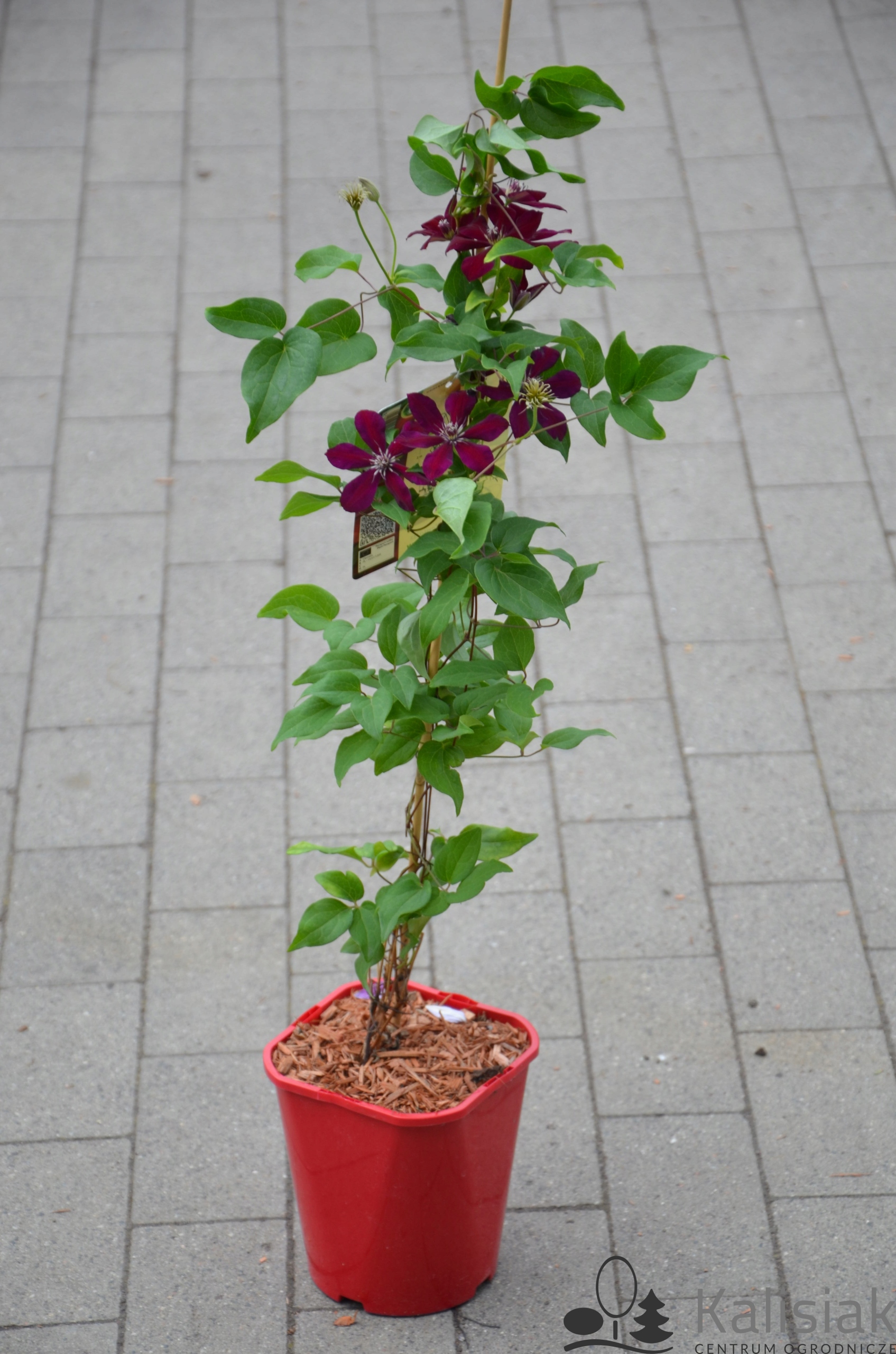 Clematis 'Westerplatte' Powojnik 70-90 cm 2L